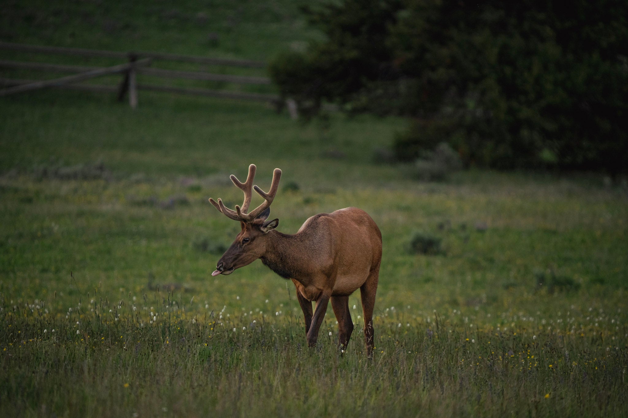 Deer, Elk, Pronghorn, Bighorn