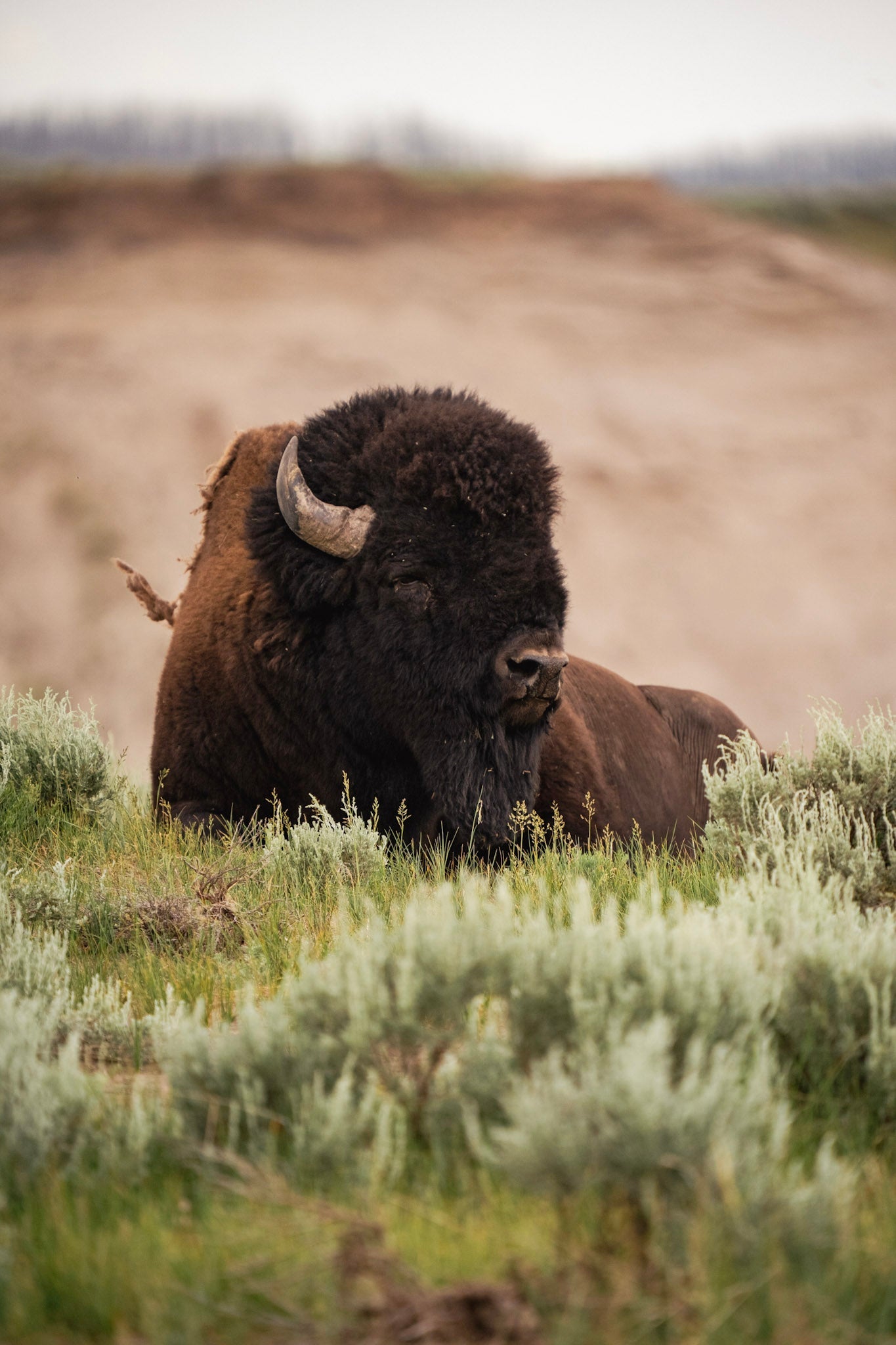 Yellowstone 25' Collection